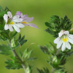 Euphrasia - echter Augentrost - Hilfe bei Augenleiden